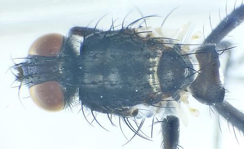 Stevenia sp.